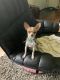 Chihuahua Puppies for sale in 6 Jasmine Ln, Wolcott, CT 06716, USA. price: $850