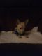Chihuahua Puppies for sale in Shreveport, LA, USA. price: $200