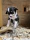 Chihuahua Puppies for sale in 9 Comanche Ave, Rockaway, NJ 07866, USA. price: $1,999