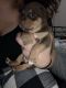 Chihuahua Puppies for sale in Albany, GA, USA. price: $100
