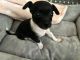 Chihuahua Puppies for sale in Bluffton, SC, USA. price: $400