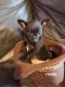 Chihuahua Puppies for sale in Hart, MI, USA. price: $400