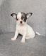 Chihuahua Puppies for sale in Chicago, IL, USA. price: $700
