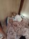 Chihuahua Puppies for sale in Kingston, MI 48741, USA. price: $25