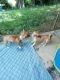 Chihuahua Puppies for sale in Trenton, OH, USA. price: $700
