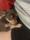 Chihuahua Puppies for sale in Las Vegas, NV 89102, USA. price: $1,000