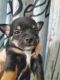 Chihuahua Puppies for sale in Orlando, FL, USA. price: $650