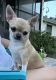 Chihuahua Puppies for sale in 1394 Dunlawton Ave, Port Orange, FL 32127, USA. price: $1,500