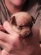 Chihuahua Puppies for sale in Franklinton, LA 70438, USA. price: $150