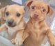Chihuahua Puppies for sale in Boardman, OH, USA. price: $35,000