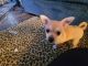 Chihuahua Puppies for sale in Rockport, TX 78382, USA. price: $200