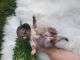Chihuahua Puppies for sale in Cumberland Furnace, TN 37051, USA. price: $1,800