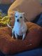 Chihuahua Puppies for sale in Ventura County, CA, USA. price: $200