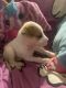 Chihuahua Puppies for sale in Clearwater, FL, USA. price: $450