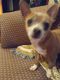 Chihuahua Puppies for sale in Lenoir, NC, USA. price: $100