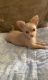 Chihuahua Puppies for sale in Newark, NJ, USA. price: $1,000