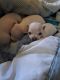 Chihuahua Puppies for sale in Newark, OH, USA. price: $900