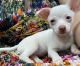 Chihuahua Puppies for sale in Linden, NJ, USA. price: $1,000
