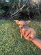 Chihuahua Puppies for sale in Corpus Christi, TX, USA. price: $650