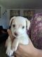 Chihuahua Puppies for sale in Los Banos, CA, USA. price: $200