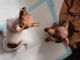 Chihuahua Puppies for sale in Taunton, MA, USA. price: $375