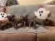 Chihuahua Puppies for sale in Leesburg, FL, USA. price: $200