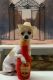 Chihuahua Puppies for sale in Leander, TX 78641, USA. price: $500