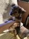 Chihuahua Puppies for sale in Mineral, WA 98355, USA. price: $75