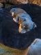 Chihuahua Puppies for sale in Oroville, CA, USA. price: $150