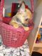 Chihuahua Puppies for sale in 4012 Susie Ln, Alvin, TX 77511, USA. price: $300