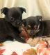 Chihuahua Puppies for sale in Chester, SC 29706, USA. price: $600