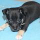 Chihuahua Puppies for sale in Phoenix, AZ, USA. price: $2,450