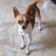 Chihuahua Puppies for sale in 1237 Musket Ct, Belcamp, MD 21017, USA. price: $500