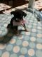 Chihuahua Puppies for sale in Opelika, AL, USA. price: $350