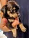Chihuahua Puppies for sale in Ronda, NC 28670, USA. price: $75