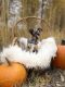 Chihuahua Puppies for sale in Steamboat Springs, CO 80487, USA. price: $2,200