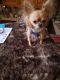 Chihuahua Puppies for sale in Phoenix, AZ, USA. price: $500