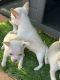 Chihuahua Puppies for sale in Miami, FL, USA. price: $800