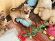 Chihuahua Puppies for sale in Virginia Beach, VA, USA. price: $700