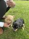 Chihuahua Puppies for sale in Southern Pines, NC, USA. price: $250