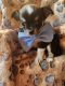 Chihuahua Puppies for sale in Perkasie, PA 18944, USA. price: $900