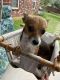 Chihuahua Puppies for sale in Athens, TX, USA. price: $750