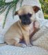 Chihuahua Puppies for sale in Cumberland Furnace, TN 37051, USA. price: $1,200