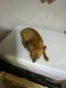 Chihuahua Puppies for sale in Opelika, AL, USA. price: $50