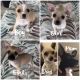 Chihuahua Puppies for sale in Kendall, FL, USA. price: $700