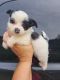 Chihuahua Puppies for sale in Hazleton, IN 47640, USA. price: $300