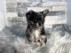 Chihuahua Puppies for sale in New York, NY 10013, USA. price: $540