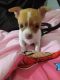 Chihuahua Puppies for sale in New York, NY 10013, USA. price: $650