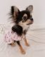 Chihuahua Puppies for sale in Los Angeles, CA, USA. price: $500