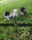 Chihuahua Puppies for sale in Newberry, SC 29108, USA. price: $250
